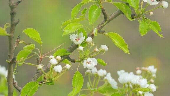 梨花在春天梨树上开着白色的梨花关闭了