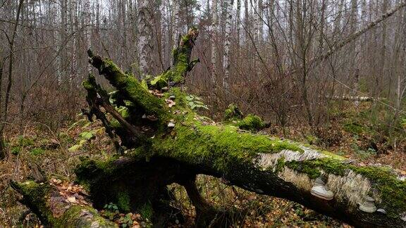 沼泽里倒下的桦树老树干上青苔腐烂的树根