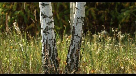 桦树树干森林近距离俄罗斯夏日桦树林中的日落俄罗斯自然全景