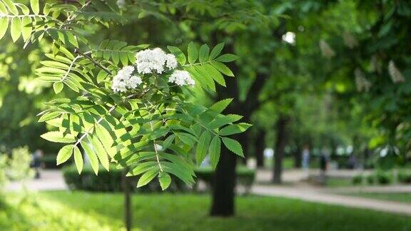 春天的风景城市公园里一棵开花的树