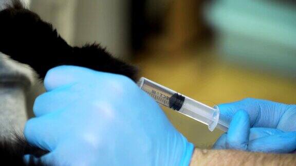 兽医给猫注射