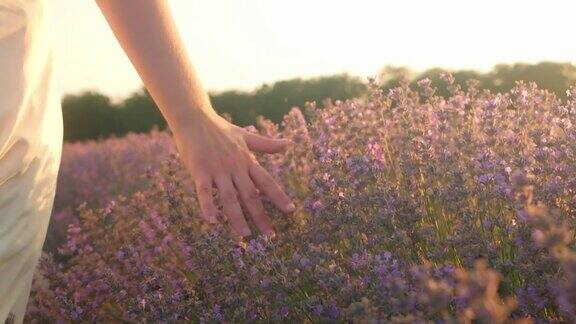 女手在薰衣草的田野里抚摸着花朵热爱自然温柔和美丽日落芳香疗法石油农业慢动作