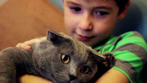 男孩抚摸着一只英国品种的大灰猫
