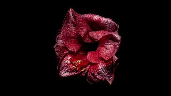 红色孤挺花的枯萎时间流逝美之终结凋谢的花从生命中出来完美的春季植物齐peastrum干燥时间短