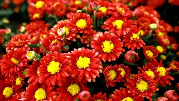 美丽的红色和黄色的菊花盛开在花园里