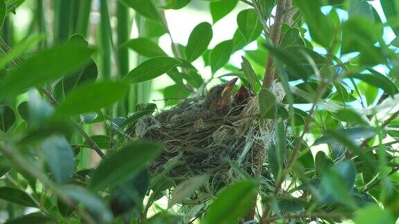 小鸟宝宝在巢里等着妈妈