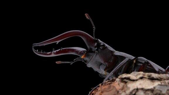 一个4K分辨率的视频一只锯齿鹿甲虫在树上背景是黑色的