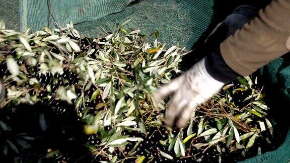 工人们正在清理刚收获的橄榄的叶子