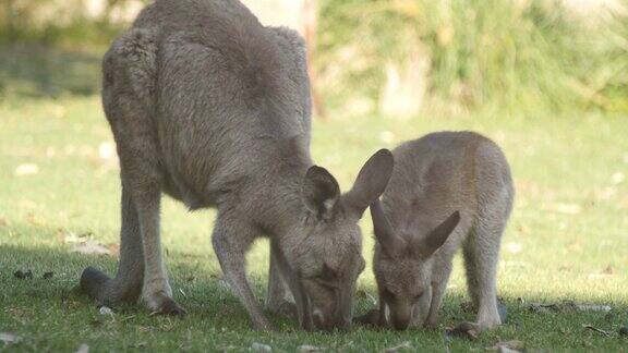 袋鼠妈妈和乔伊沙袋鼠袋鼠有袋动物澳大利亚