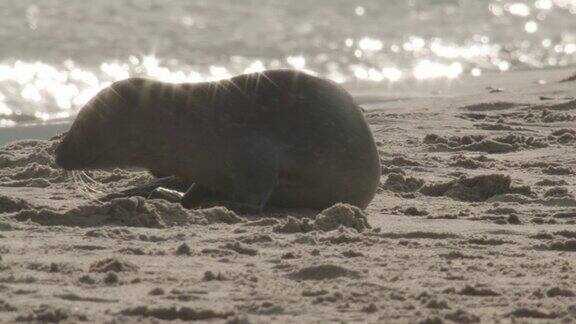 夏天在丹麦的一个岛上的海豹