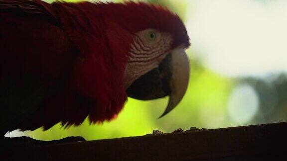 红绿相间的金刚鹦鹉五颜六色的漂亮鹦鹉坐在大自然的树上