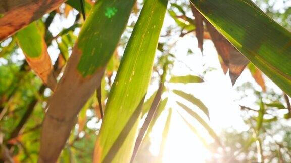 竹叶树与阳光在花园里