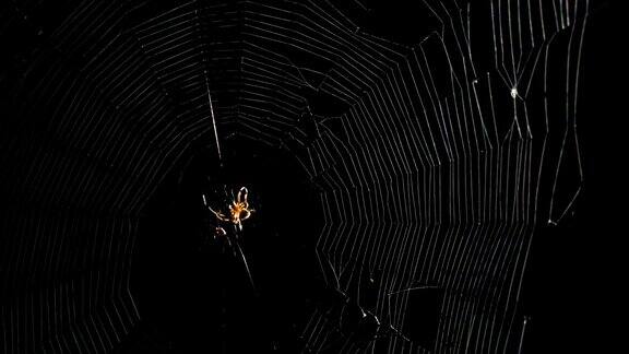 蜘蛛纺织网