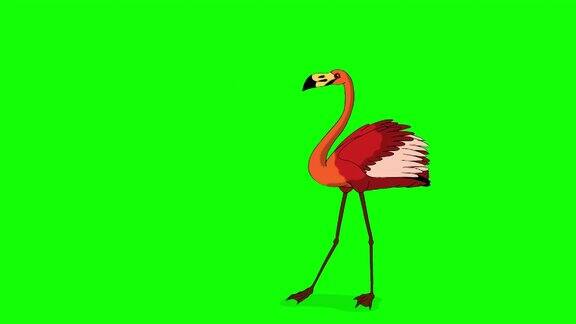 红色火烈鸟跳舞4K色度键