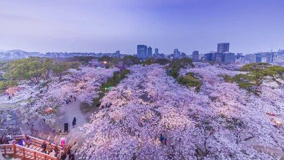 在蔚蓝的天空中美丽的樱花在城市上空的延时