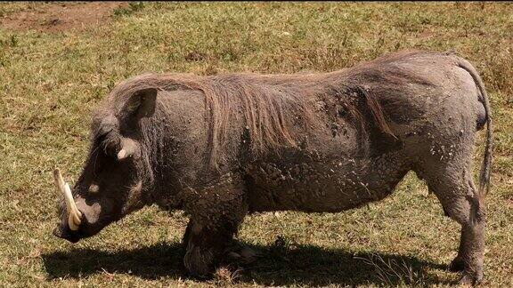 在恩戈罗戈罗火山口吃草的疣猪