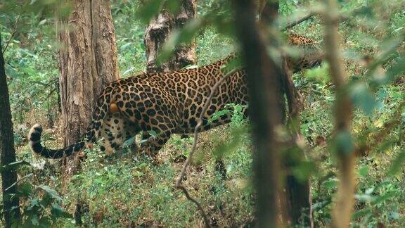在印度森林保护区的自然栖息地休息的豹