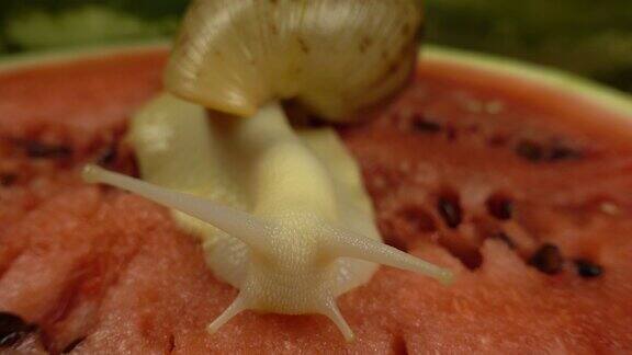 巨型非洲蜗牛在西瓜上的微距拍摄蜗牛慢慢地吃着多汁的西瓜夏天的背景