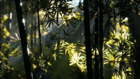 有阳光的亚洲竹林