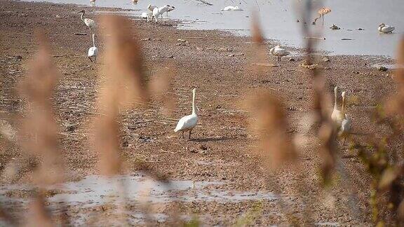 白鹭和鹅在池塘里鄱阳湖南昌中国江西