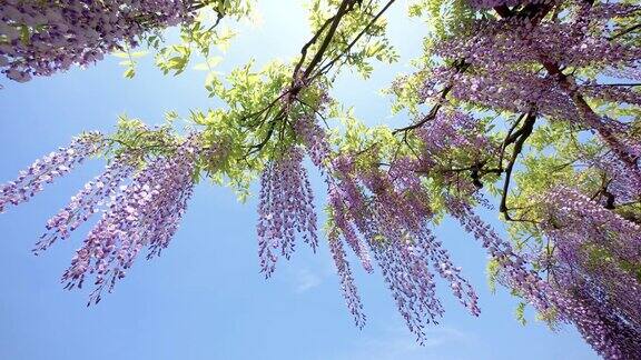 紫藤(wisteriasinensis)是紫藤属的木质、落叶、多年生攀缘藤本植物