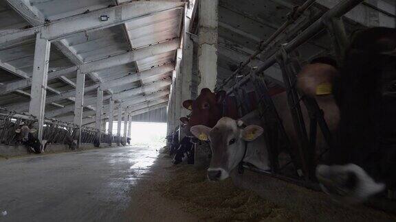现代农场的日记牲畜的牧场奶牛