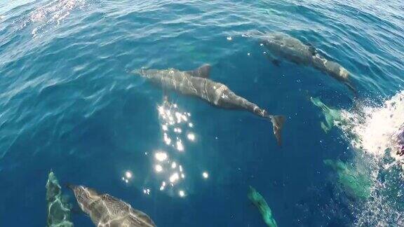 一群海豚一起在海中游泳互相玩耍