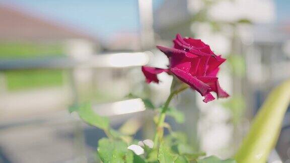 红玫瑰象征着情人节