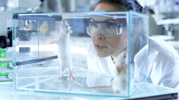 医学研究科学家检查玻璃笼子里的实验老鼠她在一个灯光实验室工作