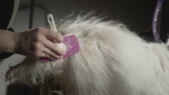 为动物做美容美容师正在为西施犬梳理毛发专业的宠物梳子梳理毛皮和羊毛干毛