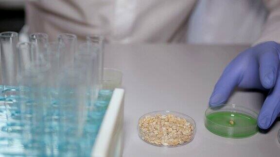 食品质量实验室的实验室助理转基因小麦的实验室研究医生正在进行一项改变麦苗基因组的实验创造一种转基因植物