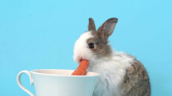 可爱的棕色小兔子在吃蓝色背景的胡萝卜