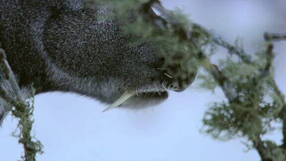 麝或西伯利亚麝是一种小型偶蹄类动物
