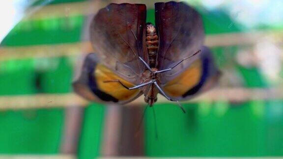 奇异的蝴蝶扇动着翅膀