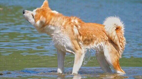 日本秋田柴犬在河滩上抖水动作超慢森林背景