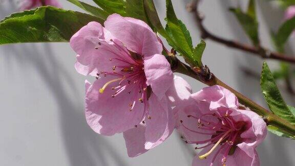 春光满园桃花开