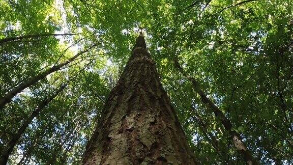 低角度拍摄的高大树木与树枝覆盖天空的森林