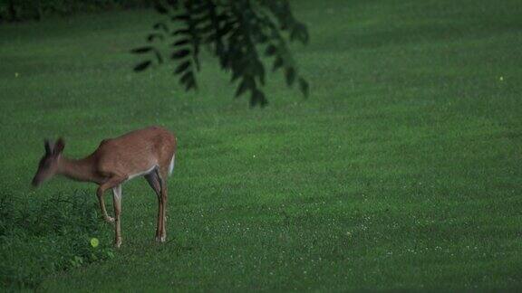 小鹿在满是萤火虫的草地上