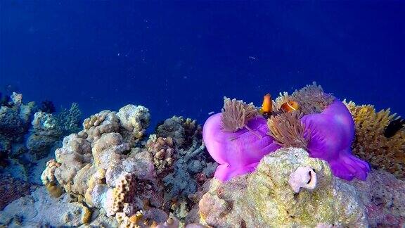 马尔代夫海葵中的小丑鱼