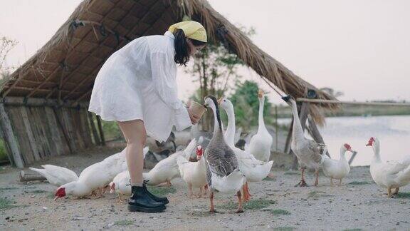 女子在家禽农场喂鹅和鸭