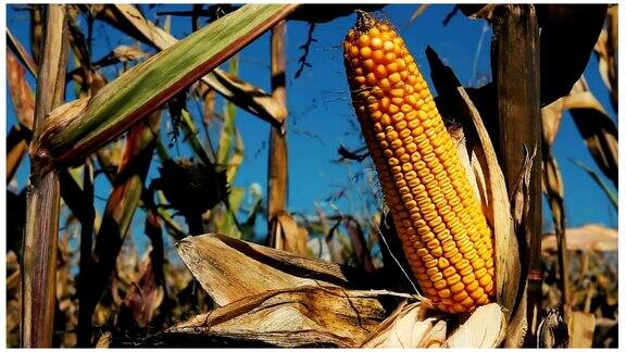 玉米和小麦收获-概念视频动画