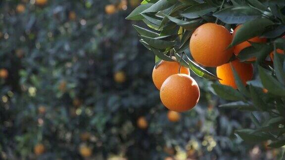 橘子树上多汁的新鲜橙子