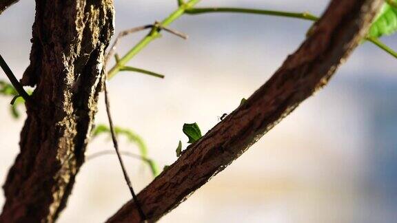 蚂蚁在树上搬运树叶