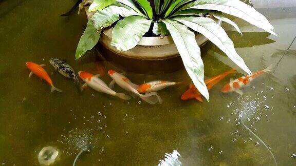 池塘里游着日本鲤鱼锦鲤