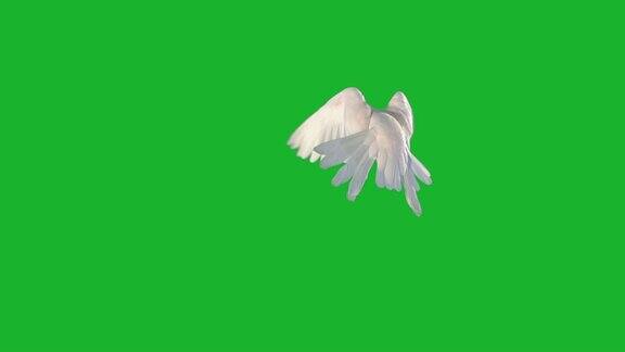白色的鸽子在绿色的屏幕上飞翔