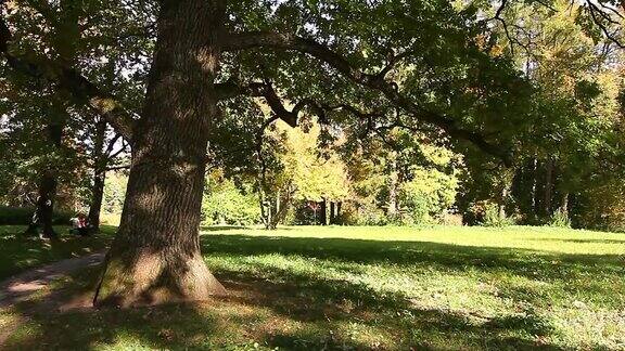 秋天公园里的小径和老橡树