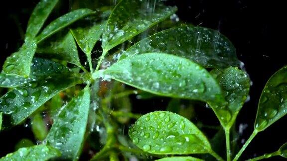 雨落绿叶