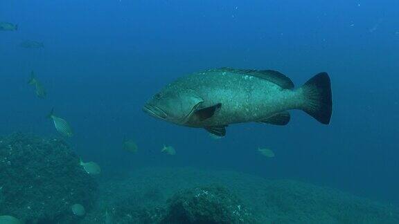 独自游近镜头的大石斑鱼-地中海海洋生物