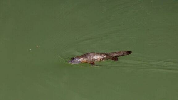 一只鸭嘴兽在河流下游泳的追踪镜头