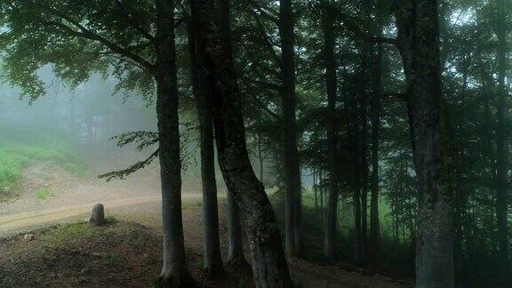 美丽的雾森林